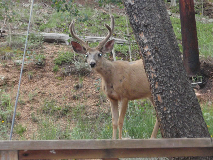 Deer Creek Cabin - Buck Deer