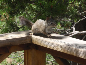 Deer Creek Cabin - Squirrel