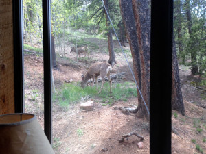 Deer Creek Cabin - More Deer