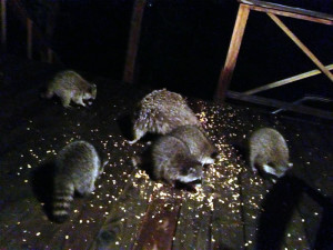 Deer Creek Cabin - Raccoons